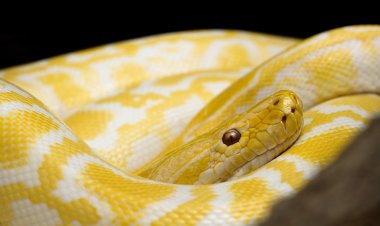 Yellow snake dream meaning