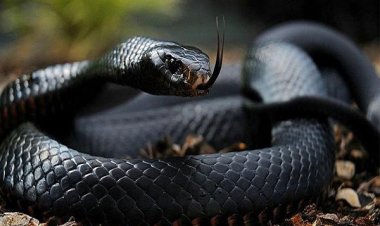 Black Snake dream meaning