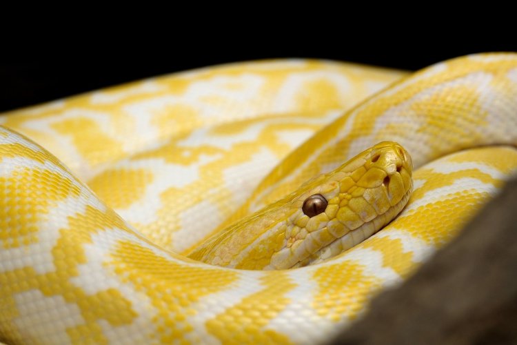 Yellow snake dream meaning - Horoscopevn.com