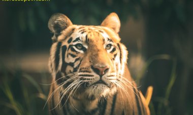 Tiger Horoscope: Career, Life, Family, Love And Destiny