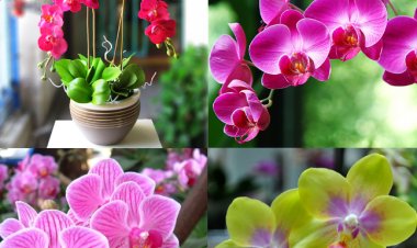 Feng Shui Orchid: The regal flower brings good luck to everyone