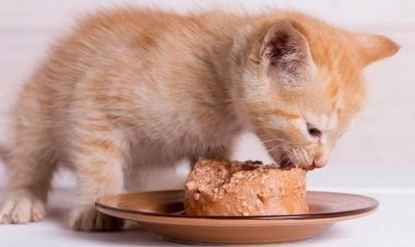 5 Ways to make pate for cats at home Cheap, Delicious, fast Fatty cat