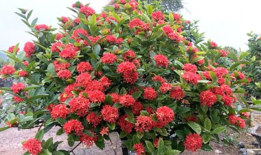 How many species of Peony are there, and the meaning of each type?