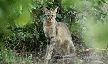 Should we keep a feral cat? How to tame it?